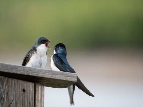 Pair of Tree Swallows Perched on Nesting Box with One Vocalizing as they face each other. Photographed in Great Falls, Montana, with a shallow depth of field.