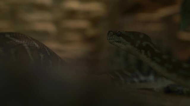 Close up Long Python in Aquarium Looking to Side. Cute Little Children Watch Animals Have Fun Spend Time on Contact Zoo. Happy Family Visit Feeding Wild and Domestic Pets at Home Farm. Nature concept