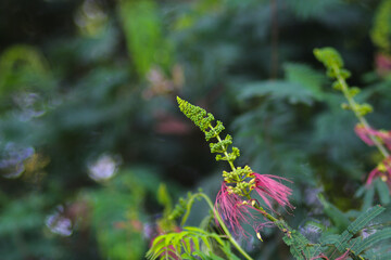 Fototapeta premium Calliandra calothyrsus with buds and open flowers. Its also known as Anneslea acapulcensis Britton and Rose, Calliandra acapulcensis, Calliandra confusa Sprague, red calliandra, or Kaliandra merah.