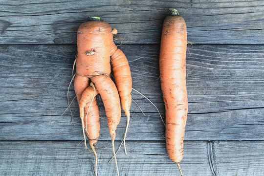 Ugly forked deformed carrot vs regular straight one on wooden background