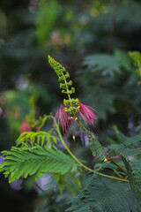 Calliandra calothyrsus with buds and open flowers. Its also known as Anneslea acapulcensis Britton and Rose, Calliandra acapulcensis, Calliandra confusa Sprague, red calliandra, or Kaliandra merah.