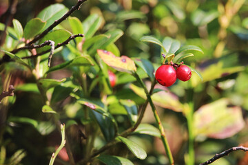 red berries on a branch