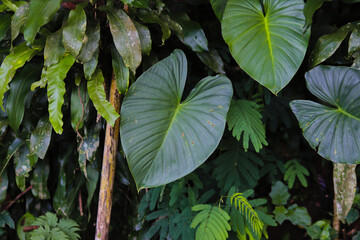 Beautiful rainforest wild plant background
