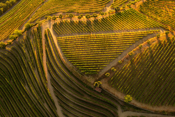 Green vineyard fields in countryside - obrazy, fototapety, plakaty