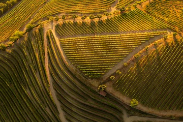 Zelfklevend Fotobehang Green vineyard fields in countryside © kegfire