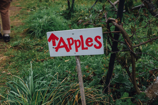 apples apple-picking hand painted sign orchard autumn fall 