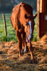A brown horse stands in its stall in the morning sun on straw and coughs with its tongue out