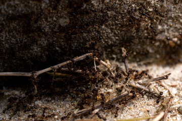 Ants on the ground
