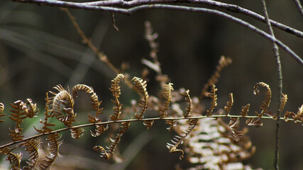 Fototapeta premium Macro de fougères dans un environnement forestier aux couleurs flétries et mornes