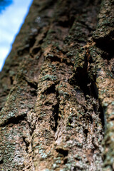 Looking upwards on a bark of a tree 