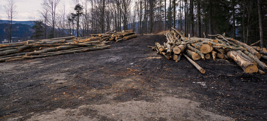 Stacked beech trunks in the forest by the road.