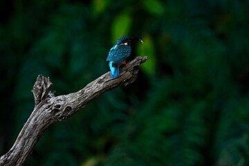 kingfisher on the branch