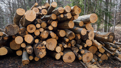 Stacked beech trunks in the forest by the road.