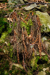 Dry fern leaves among the stones with moss.
