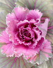 Beautiful leaves of decorative cabbage in garden. Selective focus