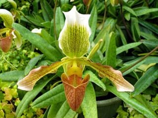 Giant green orchid (family: Orchidaceae).