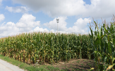 Landscape with green cornfield and blue sky with clouds, in the back a cell tower