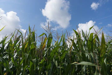 Landscape with green cornfield and blue sky with clouds - closeup