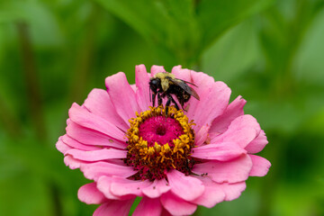 Obraz premium Bee On Pink Flower