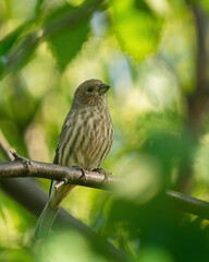 Female House Finch sit on branch