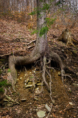 Exposed tree roots in a forest with a slight landslide.