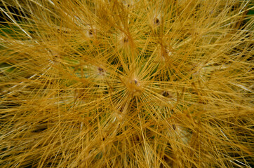 yellow powder puff flower