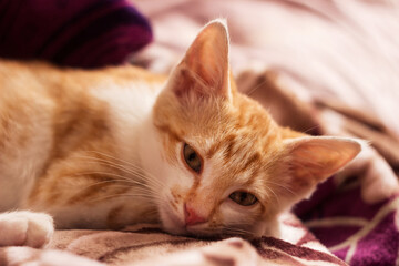 A sleepy white ginger little cat lies on a purple blanket. Resting pet