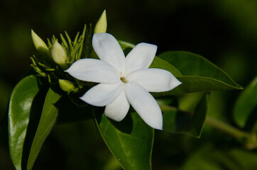 Fototapeta premium white flower