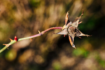 Withered blooming part of a rose outside on a plant.