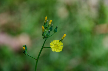 yellow dandelion flower in garden