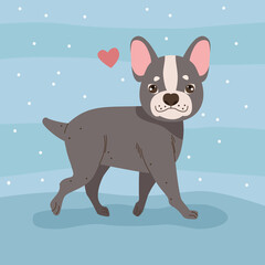 french bulldog with heart