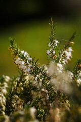 White flowers of heather in detail.
