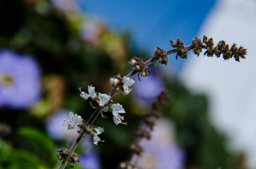basil plant flower