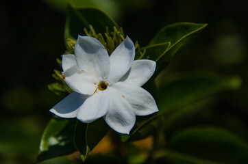 white flower
