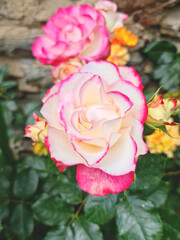 Rosa blanca y rosa