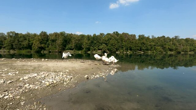 Riverside landscape with Swans