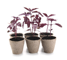 Plants seedlings in peat pots on white background
