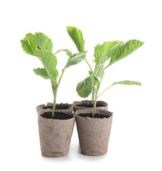 Plants seedlings in peat pots on white background