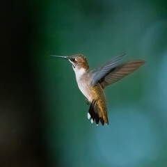 Hummingbird in flight searching for the feeder