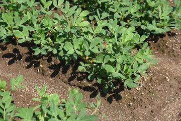 Peanut cultivation. Peanuts can be planted around May or June and harvested around October. 