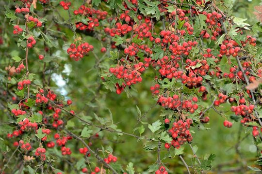 Frutos rojos del majuelo, Crataegus monogyna, madurando en sus ramas