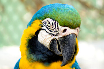 Blue-and-yellow macaw