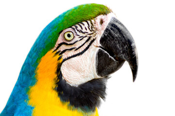 Blue-and-yellow macaw