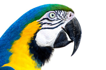Blue-and-yellow macaw