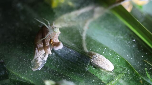 An albino spider on a plant - shot in HD