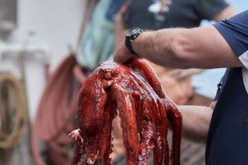 Fisherman showing an octopus on a boat in Alaska. Selling fresh seafood at the market. International Fisherman's Day  International Year of Artisanal Fisheries and Aquaculture  World Fisheries Day © Kailylán