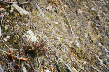 Heather growing on a hillside with stones.