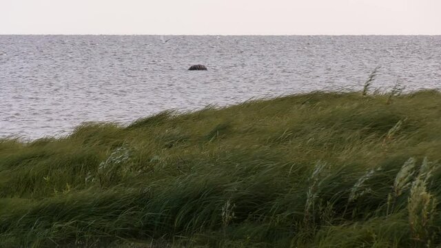 A strong wind sways the yellowing grass. Coastal meadow. Flora of Lake Ilmen. Static camera