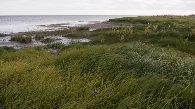 A strong wind sways the yellowing grass. Coastal meadow. Flora of Lake Ilmen. Static camera