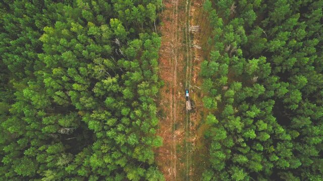 Aerial view of deforestation green pine and spruce. Destruction of forests and felling of trees. Forests illegal disappearing. Felled forest and environmental issues. Ecology and forestry concept.